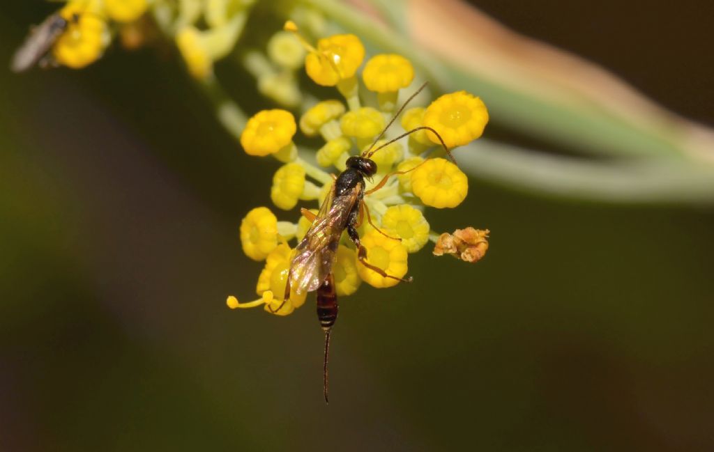 Ichneumonidae Cremastinae